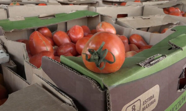 Incautan más de 20 toneladas de tomate y cebolla de contrabando