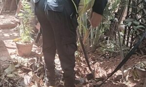 Macabro hallazgo en Luque: en el patio de una vivienda hallaron varios restos de fetos