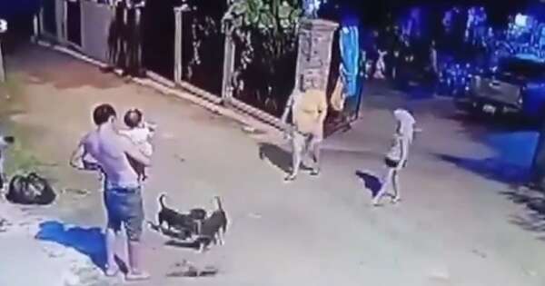 Diario HOY | Conductor descontrolado atropelló a varios perros