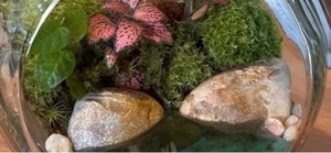 Taller de Terrario: Una forma de traer la naturaleza al entorno cotidiano • PARAGUAY TV