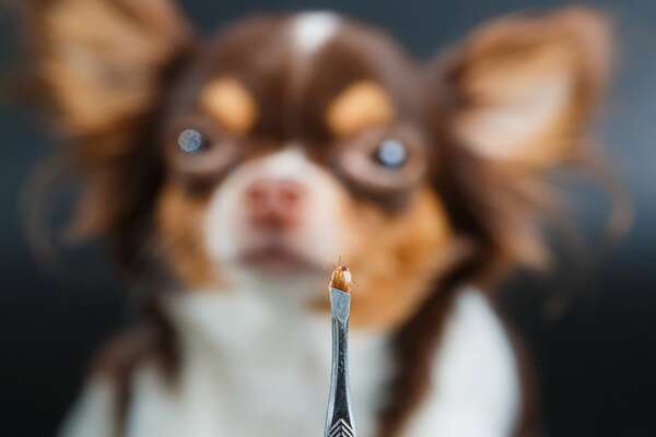 ¿Las garrapatas pueden causar parálisis en los perros? Todo lo que necesitás saber - Mascotas - ABC Color