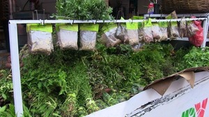 La sequía también impacta en la producción de remedios yuyos - 1000 Noticias