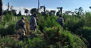 Diario HOY | Destruyen más de 20 toneladas de marihuana en Parque Nacional de Caazapá