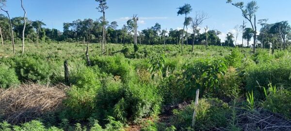 Senad destruye 24 toneladas de droga en Caazapá