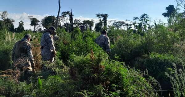 La Nación / Eliminan 24 toneladas de marihuana en el Parque Nacional Caazapá