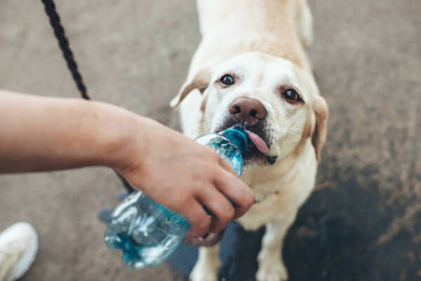 Consejos para cuidar a tus mascotas durante el verano