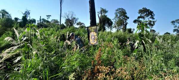 SENAD destruye 24 toneladas de droga dentro del Parque Nacional Caazapá - Unicanal