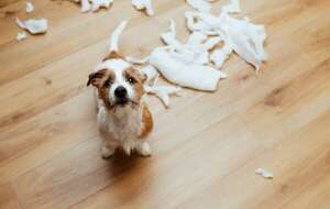 Cómo lidiar con perros destructivos: juguetes, rutinas y estrategias - Mascotas - ABC Color