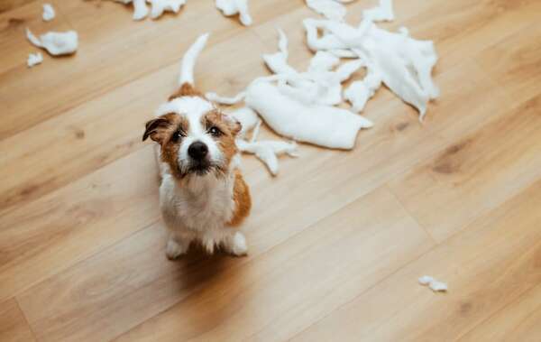 Cómo lidiar con perros destructivos: juguetes, rutinas y estrategias - Mascotas - ABC Color