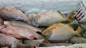 Escasez de pescado dispara precios en Concepción