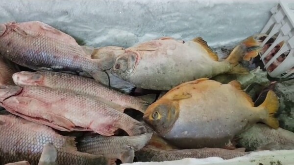 Escasez de pescado dispara precios en Concepción