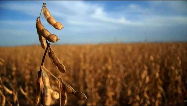 Promedio general de la Zafra 2024/25 “se definirá después de las lluvias pronosticadas” | Agronegocios | 5Días