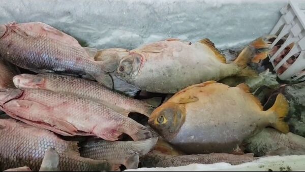Escasez de pescado dispara precios en Concepción