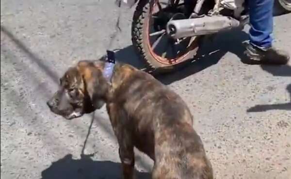 Video: así se encuentra Tyson, el perro que fue arrastrado con una moto - Nacionales - ABC Color