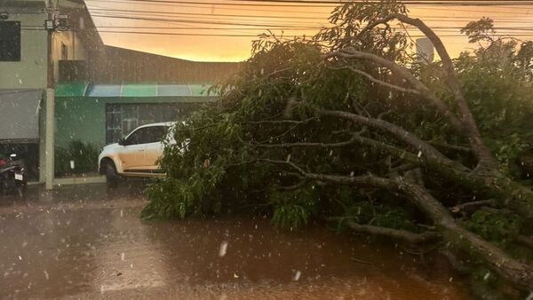 Árboles caen y bloquean rutas de San Alberto por intensa tormenta