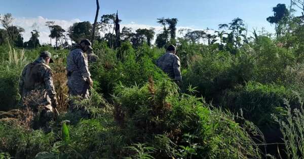 La Nación / Eliminan 24 toneladas de marihuana en el Parque Nacional Caazapá