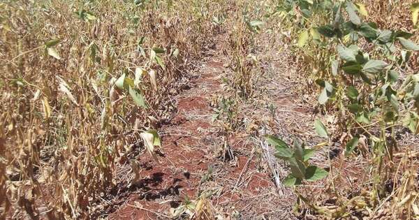La Nación / Falta de lluvias se da en el momento más crítico para producción sojera