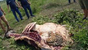 Cuatreros acechan Amambay: Continúan las denuncias por robo de ganado a productores