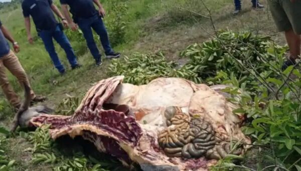 Cuatreros acechan Amambay: Continúan las denuncias por robo de ganado a productores