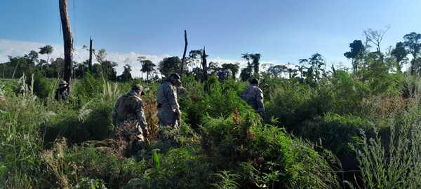 Senad destruye 24 toneladas de marihuana en Parque Nacional Caazapá - ADN Digital