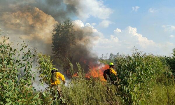 Infona reporta que más de 40 mil hectáreas fueron afectadas por incendios forestales