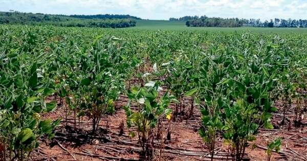 La Nación / Zafra de soja se definirá tras las precipitaciones registradas