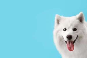 Bello, inteligente y leal, así es el perro Samoyedo - Mascotas - ABC Color