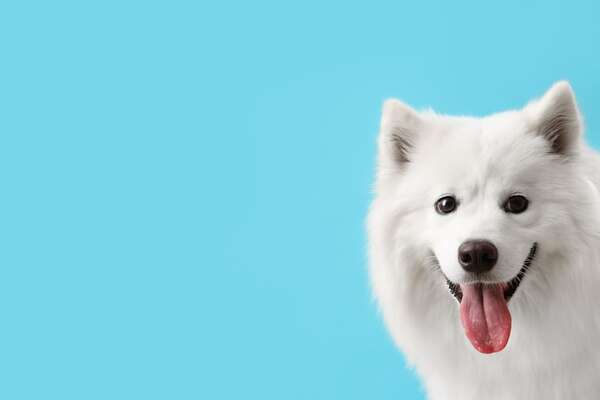 Bello, inteligente y leal, así es el perro Samoyedo - Mascotas - ABC Color