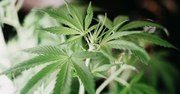 Diario HOY | Entre la controversia y los planes de inversión: ¿qué traería consigo la legalización del cannabis?