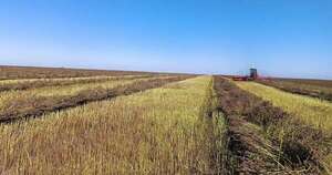 La Nación / Incertidumbre de productores incrementa, mientras sequía avanza en el campo