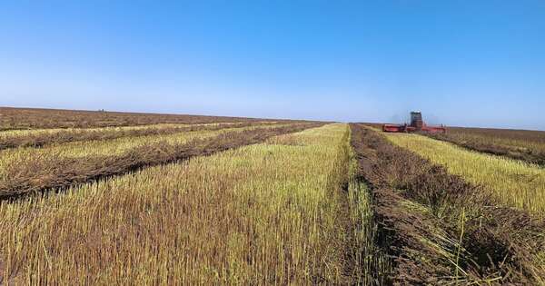 La Nación / Incertidumbre de productores incrementa, mientras sequía avanza en el campo