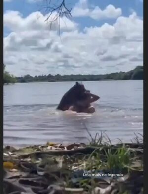 (Video) Carpincho ñarõ atacó a una adolescente en Brasil