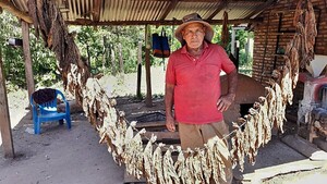Misiones: Un productor encontró en el tabaco una alternativa rentable