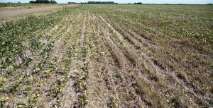 Preocupa a productores la falta de lluvia