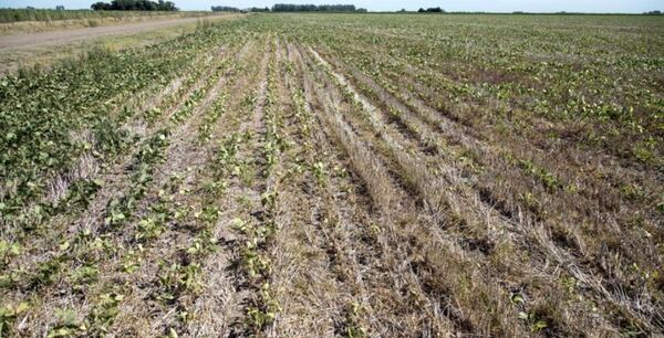 Preocupa a productores la falta de lluvia