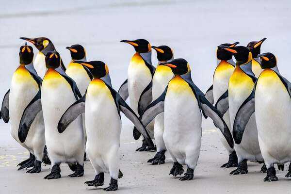 Día Internacional del Pingüino: datos curiosos de estas adorables aves - Ciencia - ABC Color