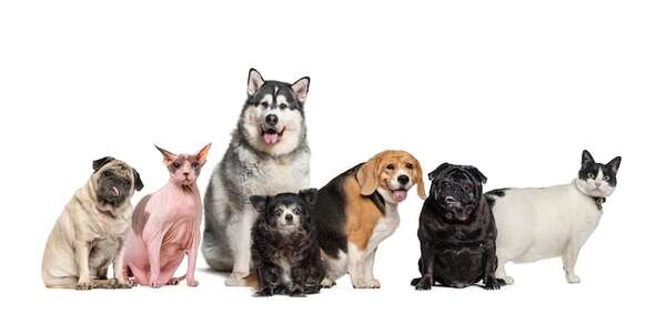 Obesidad en mascotas: cómo saber si tu mascota está en un peso saludable - Mascotas - ABC Color