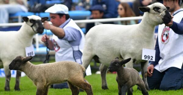 Crecimiento del rubro ovino, mercado ganadero, y actualidad del negocio en Uruguay y Brasil