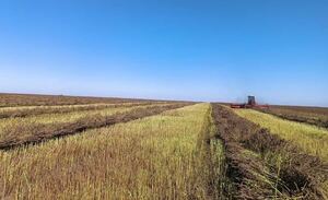 INCERTIDUMBRE DE PRODUCTORES INCREMENTA, MIENTRAS SEQUÍA AVANZA EN EL CAMPO - Itapúa Noticias