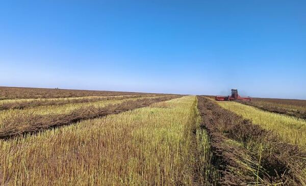 INCERTIDUMBRE DE PRODUCTORES INCREMENTA, MIENTRAS SEQUÍA AVANZA EN EL CAMPO - Itapúa Noticias
