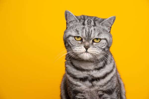 Cambios de humor en gatos: ¿estrés, enfermedad o algo más? - Mascotas - ABC Color
