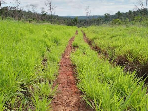 Itapúa: Comunidad Mbya de Cerro 9 se encuentra en abandono y aislada debido a la falta de caminos. - Política - ABC Color
