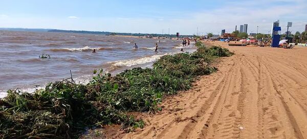 Playa de San José invadida por camalotes