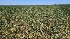 Soja: Continúa la incertidumbre en el campo y productores están preocupados - La Clave