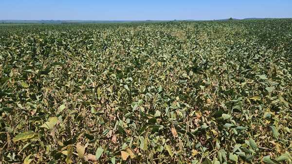Soja: Continúa la incertidumbre en el campo y productores están preocupados - La Clave