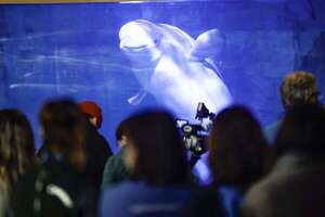 Las ballenas rescatadas de Ucrania empiezan a “hablar” como sus congéneres españolas - Ciencia - ABC Color