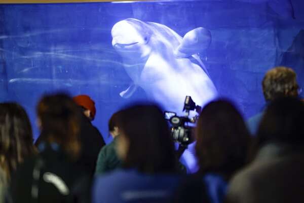 Las ballenas rescatadas de Ucrania empiezan a “hablar” como sus congéneres españolas - Ciencia - ABC Color