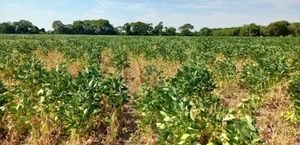 En Alto Paraná, de una expectativa de 4.000 kilos por hectárea, la soja por los 2.500
