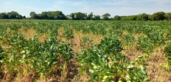 En Alto Paraná, de una expectativa de 4.000 kilos por hectárea, la soja por los 2.500