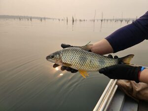 Itaipú recupera 3 especies de peces nativos del Paraná - ADN Digital